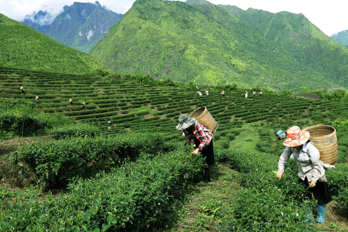 Tam Đường Tea Hill Lai Chau Vietnam 
